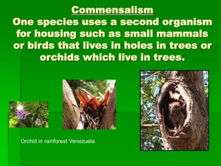 Commensalism
One species uses a second organism
for housing such as small mammals
or birds that lives in holes in trees or
orchids which live in trees.
Orchid in rainforest Venezuela
 