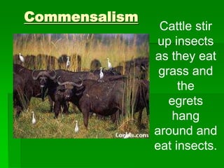 Cattle stir
up insects
as they eat
grass and
the
egrets
hang
around and
eat insects.
Commensalism
 