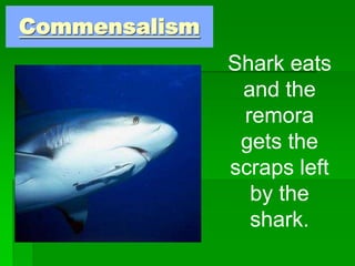 Commensalism
Shark eats
and the
remora
gets the
scraps left
by the
shark.
 