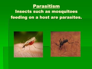 Parasitism
Insects such as mosquitoes
feeding on a host are parasites.
 
