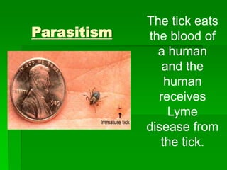 The tick eats
the blood of
a human
and the
human
receives
Lyme
disease from
the tick.
Parasitism
 