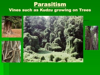 Parasitism
Vines such as Kudzu growing on Trees
 