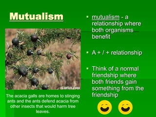 Mutualism  mutualism - a
relationship where
both organisms
benefit
 A + / + relationship
 Think of a normal
friendship where
both friends gain
something from the
friendship
The acacia galls are homes to stinging
ants and the ants defend acacia from
other insects that would harm tree
leaves.
 