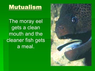 Mutualism
The moray eel
gets a clean
mouth and the
cleaner fish gets
a meal.
 