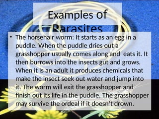 Parasitam Examples Exploring Symbiotic Relationships: Mutualism, Commensalism, and ...