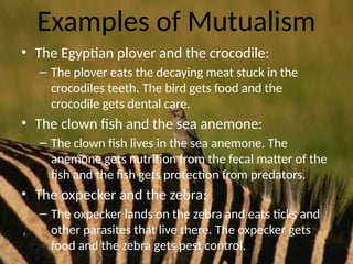 Mutulism Examples Exploring Symbiotic Relationships: Mutualism, Commensalism, and ...