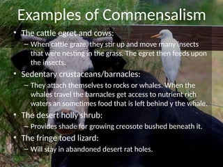 Exploring Symbiotic Relationships: Mutualism, Commensalism, and ...