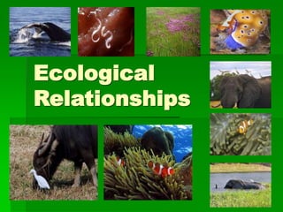 Ecological
Relationships
 