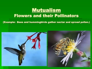 Mutualism Examples Drawing Symbiosis (1).ppt