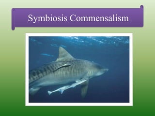 Symbiosis Commensalism
 