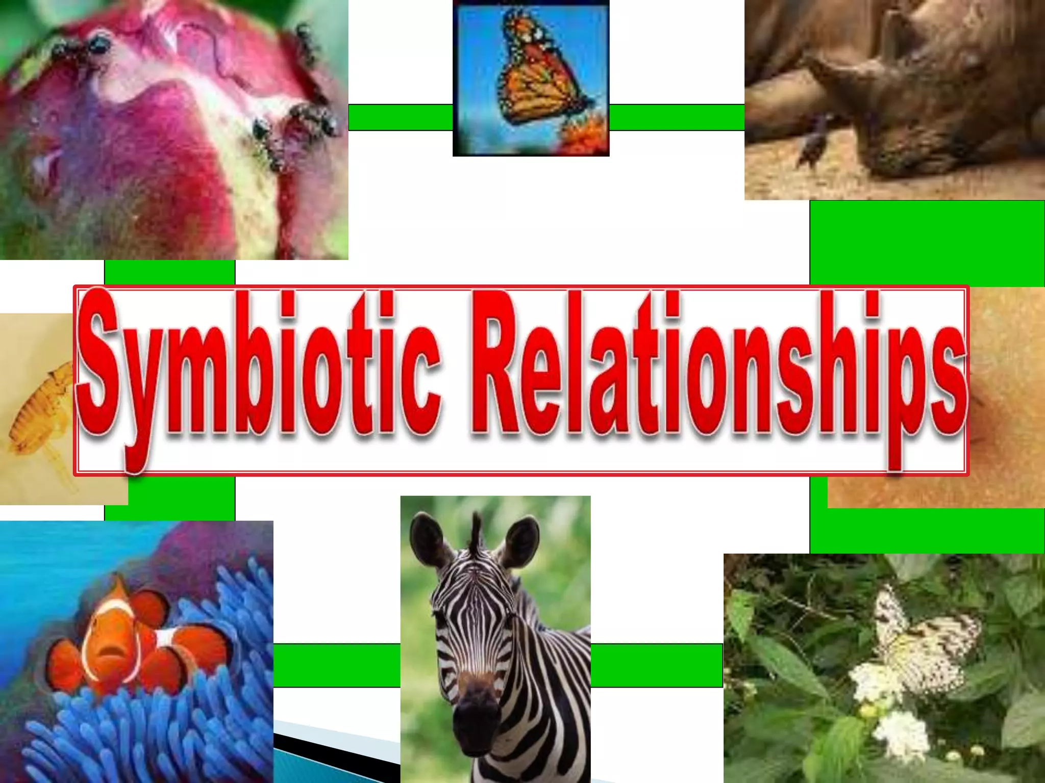 Symbiosis Presentation pptx