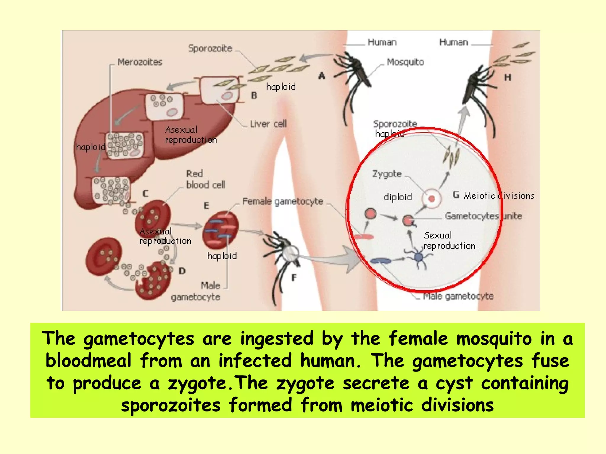 The gametocytes are ingested by the female mosquito in a bloodmeal from an infected human. The gametocytes fuse to produce a zygote.The zygote secrete a cyst containing sporozoites formed from meiotic divisions 