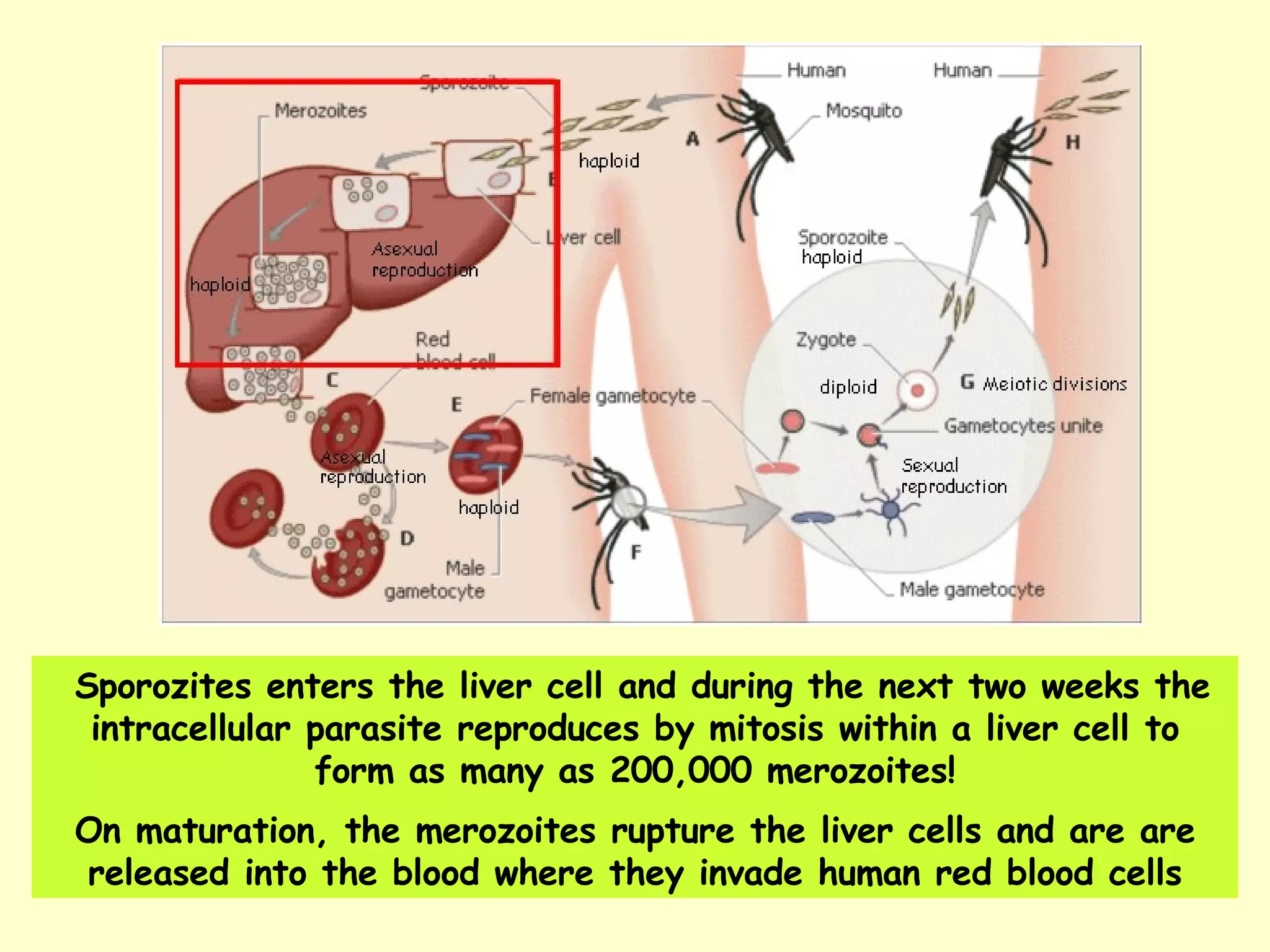 Sporozites enters the liver cell and during the next two weeks the intracellular parasite reproduces by mitosis within a liver cell to form as many as 200,000 merozoites! On maturation, the merozoites rupture the liver cells and are are released into the blood where they invade human red blood cells 