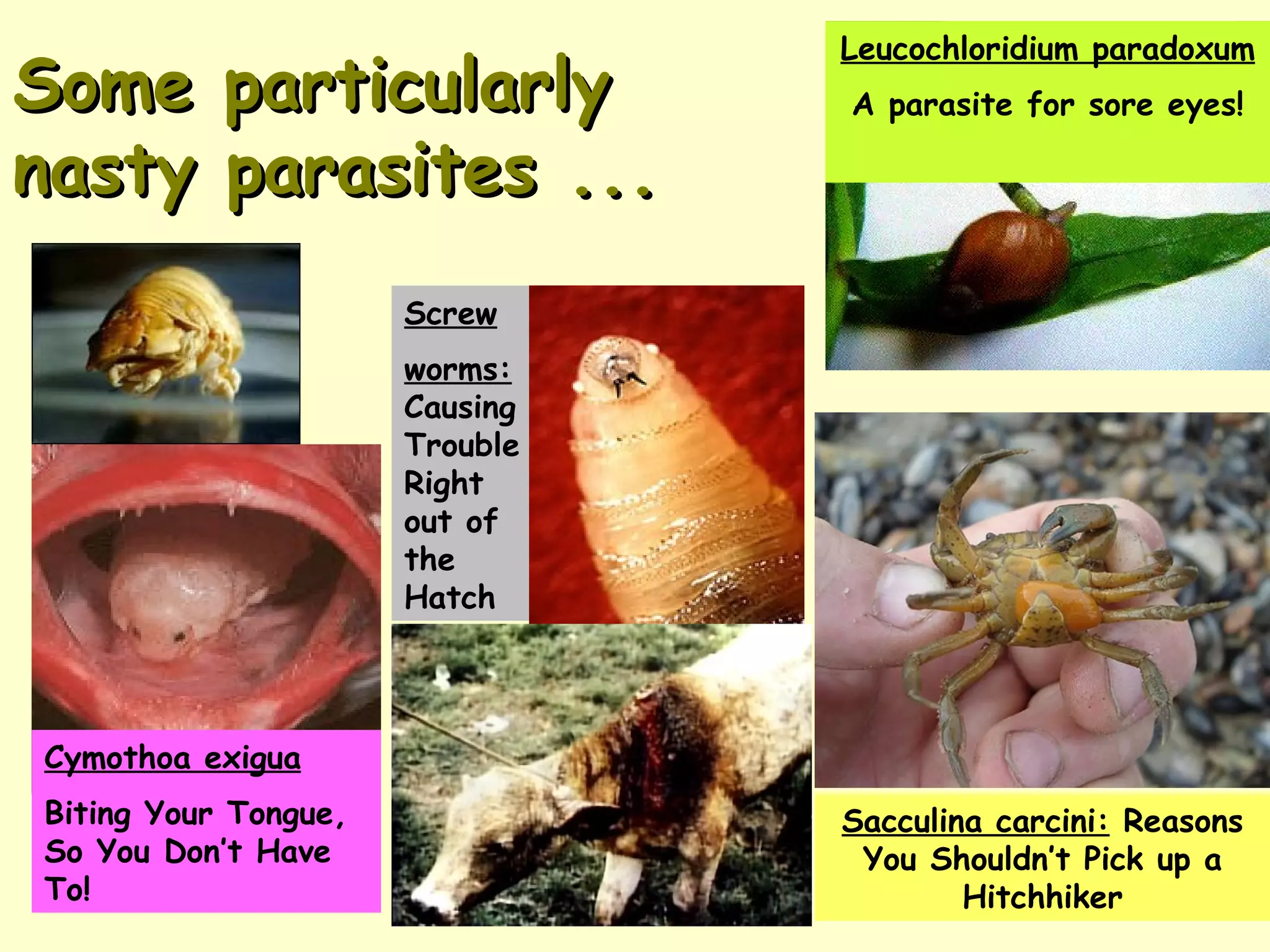 Some particularly nasty parasites ... Leucochloridium paradoxum A parasite for sore eyes! Cymothoa exigua   Biting Your Tongue, So You Don’t Have To! Sacculina carcini:  Reasons You Shouldn’t Pick up a Hitchhiker Screw worms:  Causing Trouble Right out of the Hatch 
