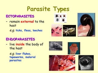 Parasite Def Symbiotic Relationships | PPT