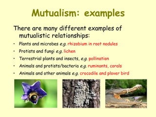 Symbiotic Relationships