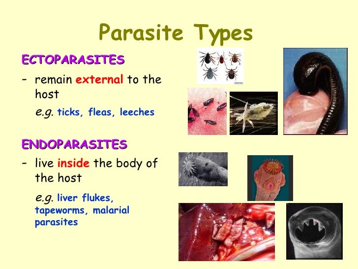 what are the advantages and disadvantages of symbiotic relationships