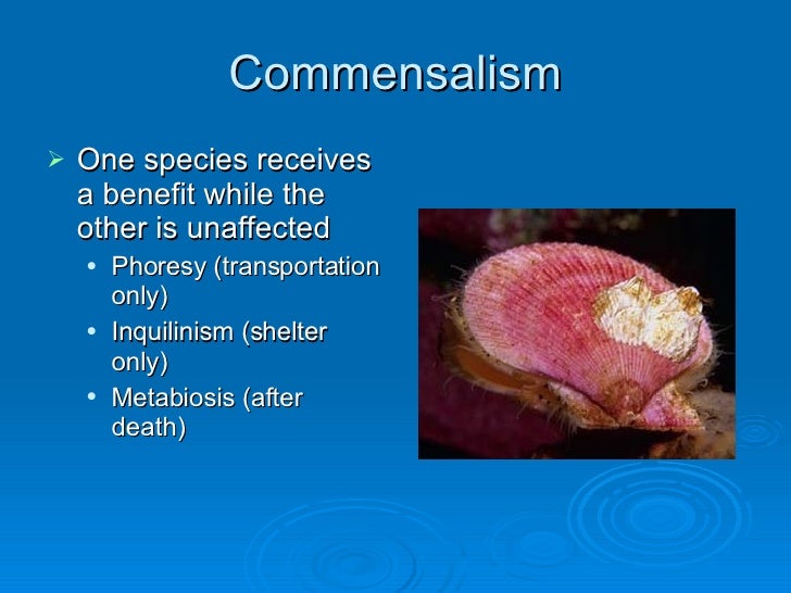 what is the symbiotic relationship of commensalism