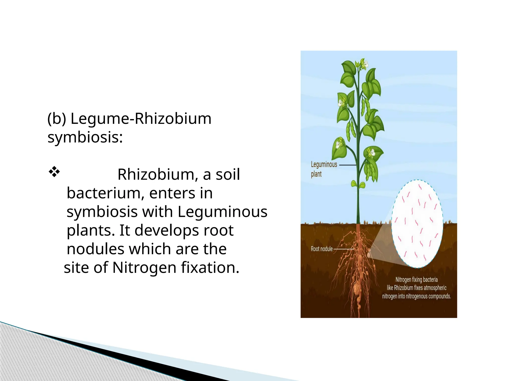 Symbiotic And Non Symbiotic Nitrogen Fixation pptx Symbiotic And Non Symbiotic Nitrogen Fixation pptx