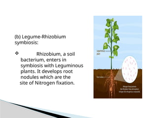 symbiotic and non symbiotic nitrogen fixation.pptx