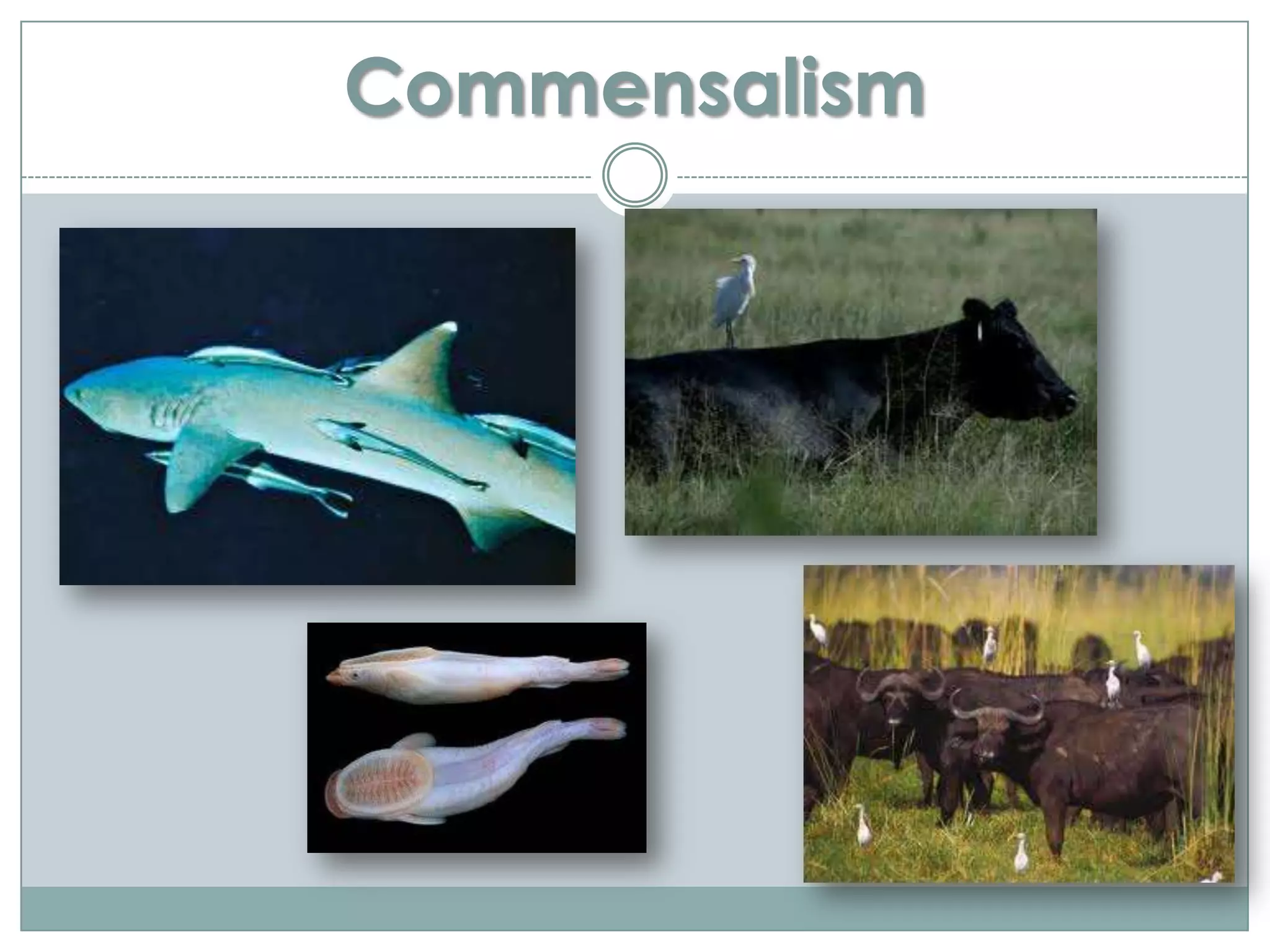 Commensalism