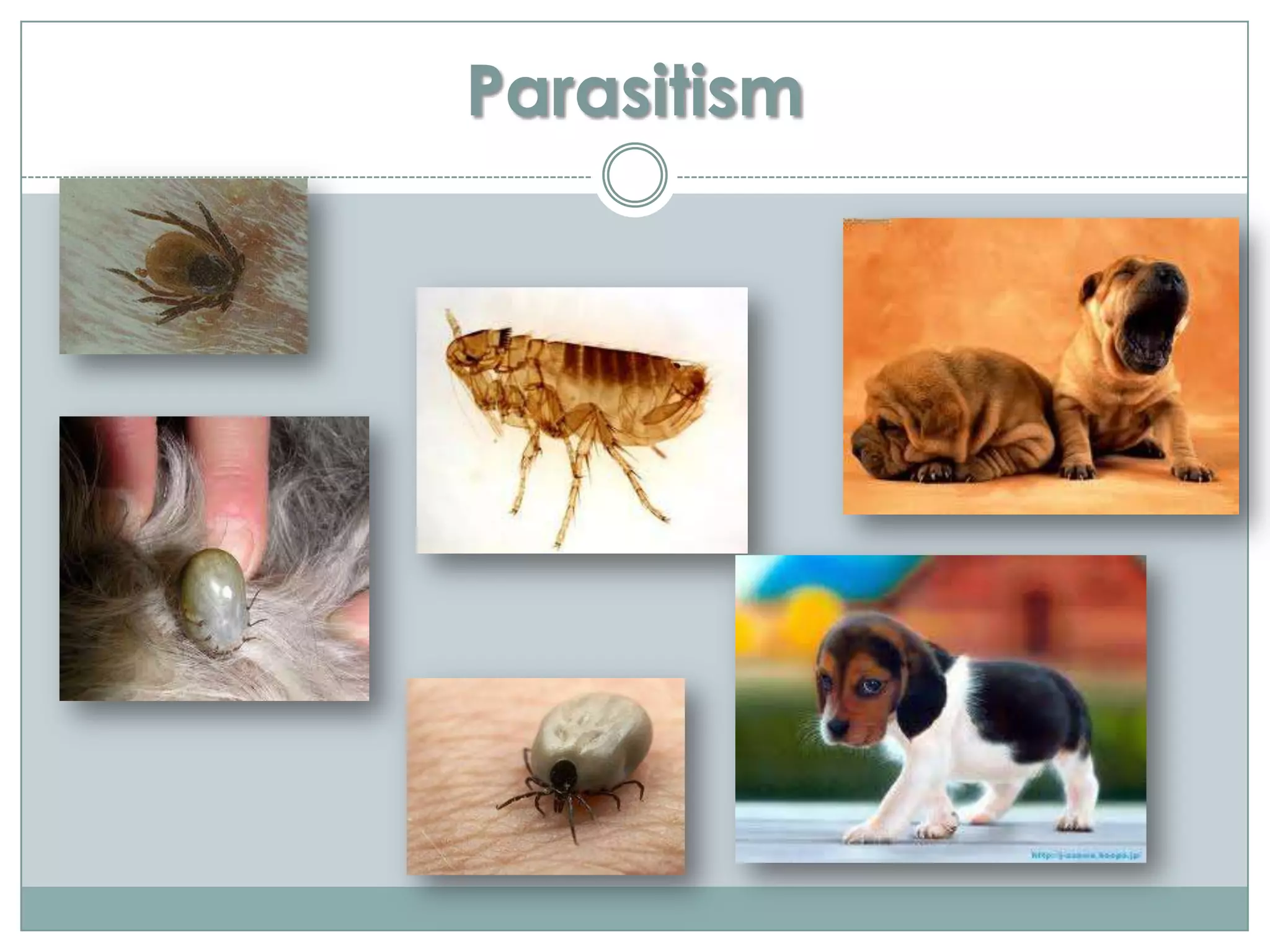Parasitism