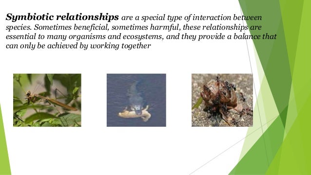 following is an example of symbiotic relationship