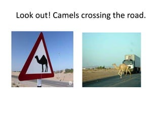 Look out! Camels crossing the road.
 