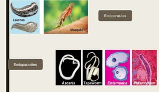 Ectoparasites
Endoparasites
 