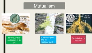 A parasitic plant
and its
host tree trunk
Termite, with a
protozoan in its
gut
Bacteria in root
nodules
Mutualism
 