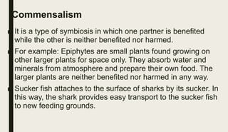 Commensalism
■ It is a type of symbiosis in which one partner is benefited
while the other is neither benefited nor harmed.
■ For example: Epiphytes are small plants found growing on
other larger plants for space only. They absorb water and
minerals from atmosphere and prepare their own food. The
larger plants are neither benefited nor harmed in any way.
■ Sucker fish attaches to the surface of sharks by its sucker. In
this way, the shark provides easy transport to the sucker fish
to new feeding grounds.
 