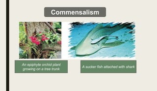 An epiphyte orchid plant
growing on a tree trunk
A sucker fish attached with shark
Commensalism
 