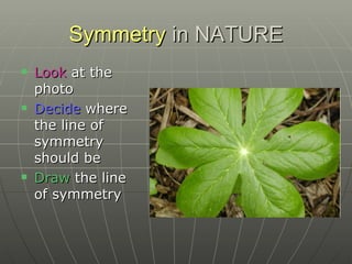 Symmetry  in NATURE Look  at the photo Decide  where the line of symmetry should be Draw  the line of symmetry 
