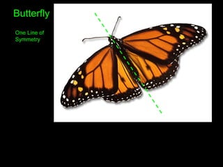 Butterfly
One Line of
Symmetry
 