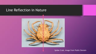 Line Reflection in Nature
Spider Crab, image from Public Domain
 
