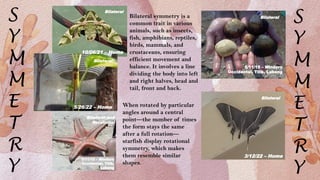 symmetry beyond the walls, geed004 advance math project.pptx