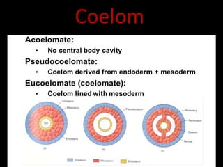 Symmetry coelom and metamerism | PPTX