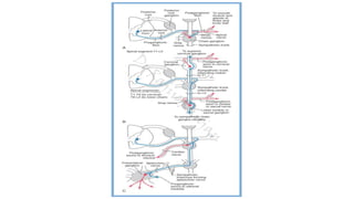 Sympathetic nervous system | PDF