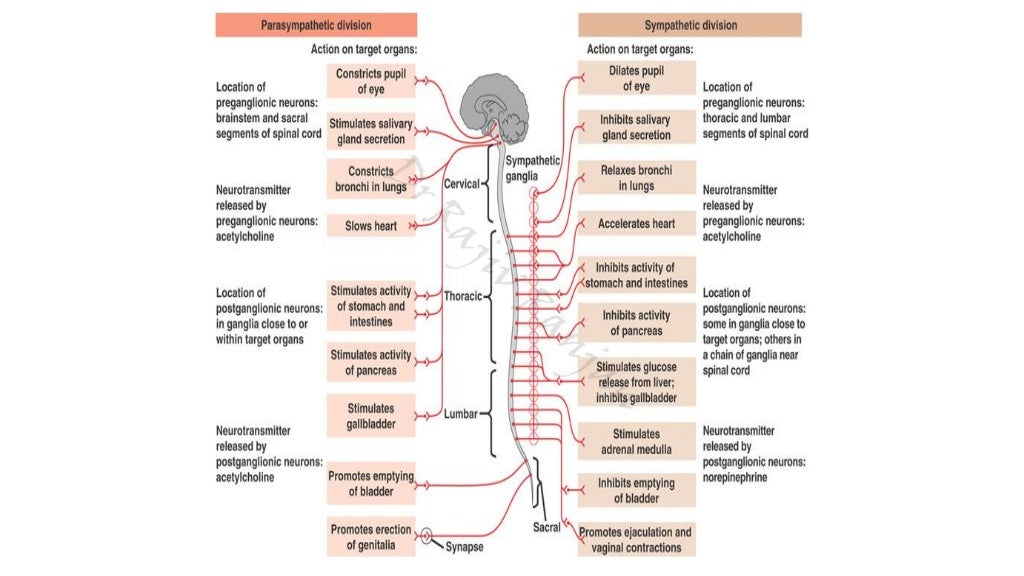 Sympathetic nervous system
