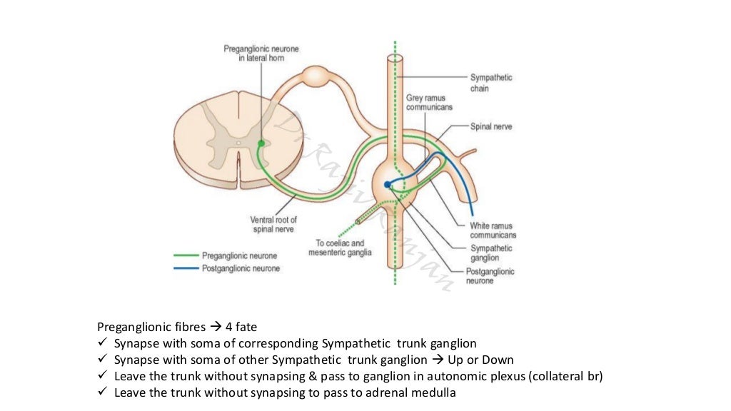 Sympathetic nervous system