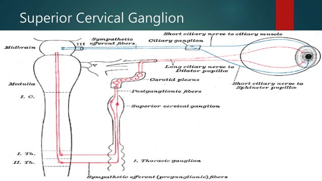 Sympathetic supply to eyeball and Horner syndrome | PPTX