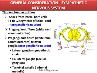 Lateral Outflow SYMPATHETIC SYSTEM & CERVICAL SYMPATHETIC CHAIN -Prof.Dr.N.Mugunthan ...