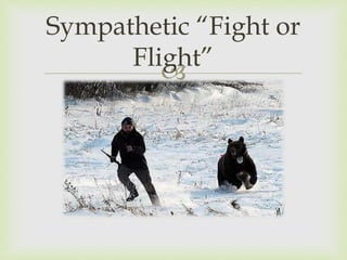 
Sympathetic “Fight or
Flight”
 