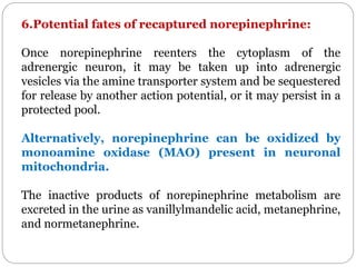 6.Potential fates of recaptured norepinephrine:
Once norepinephrine reenters the cytoplasm of the
adrenergic neuron, it may be taken up into adrenergic
vesicles via the amine transporter system and be sequestered
for release by another action potential, or it may persist in a
protected pool.
Alternatively, norepinephrine can be oxidized by
monoamine oxidase (MAO) present in neuronal
mitochondria.
The inactive products of norepinephrine metabolism are
excreted in the urine as vanillylmandelic acid, metanephrine,
and normetanephrine.
 