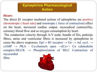 Epinephrine Pharmacological
Action
Heart:
The direct β1 receptor mediated actions of epinephrine are positive
chronotropic ( heart rate) and ionotropic ( force of contraction) effect
on the heart, increased cardiac output, myocadical contractility,
coronary blood flow and so oxygen consumption by heart.
The conduction velocity through A-V node, bundle of His, parkinje
fibres, atrias and ventricular fibres is increased by epinephrine to
cause the above responses. Epi→ B1 receptor → Gs → Ad. cycl. →
cAMP → PKA - Ca-channels open →[Ca++ Ca calmodulin
complex-MLCK → Phosphorylation of MLC Contraction of
myocardial
fibre.
 