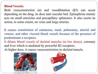 Blood Vessels:
Both vasoconstriction (α) and vasodilatation (β2) can occur
depending on the drug, its dose and vascular bed. Epinephrine mainly
acts on small arterioles and precapillary sphincters. It also exerts its
action, to some extent, on veins and large arteries.
It causes constriction of cutaneous, renal, pulmonary, arterial and
venous, and other visceral blood vessels because of the presence of
predominant a receptors.
It dilates blood vessels of skeletal muscles (at low doses), coronary
and liver which is mediated by powerful B2 receptors.
At higher dose, it causes vasoconstriction in skeletal muscle.
 