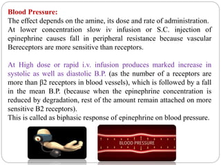 Blood Pressure:
The effect depends on the amine, its dose and rate of administration.
At lower concentration slow iv infusion or S.C. injection of
epinephrine causes fall in peripheral resistance because vascular
Bereceptors are more sensitive than receptors.
At High dose or rapid i.v. infusion produces marked increase in
systolic as well as diastolic B.P. (as the number of a receptors are
more than β2 receptors in blood vessels), which is followed by a fall
in the mean B.P. (because when the epinephrine concentration is
reduced by degradation, rest of the amount remain attached on more
sensitive B2 receptors).
This is called as biphasic response of epinephrine on blood pressure.
 
