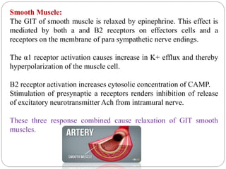 Smooth Muscle:
The GIT of smooth muscle is relaxed by epinephrine. This effect is
mediated by both a and B2 receptors on effectors cells and a
receptors on the membrane of para sympathetic nerve endings.
The α1 receptor activation causes increase in K+ efflux and thereby
hyperpolarization of the muscle cell.
B2 receptor activation increases cytosolic concentration of CAMP.
Stimulation of presynaptic a receptors renders inhibition of release
of excitatory neurotransmitter Ach from intramural nerve.
These three response combined cause relaxation of GIT smooth
muscles.
 