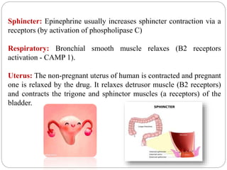 Sphincter: Epinephrine usually increases sphincter contraction via a
receptors (by activation of phospholipase C)
Respiratory: Bronchial smooth muscle relaxes (B2 receptors
activation - CAMP 1).
Uterus: The non-pregnant uterus of human is contracted and pregnant
one is relaxed by the drug. It relaxes detrusor muscle (B2 receptors)
and contracts the trigone and sphinctor muscles (a receptors) of the
bladder.
 