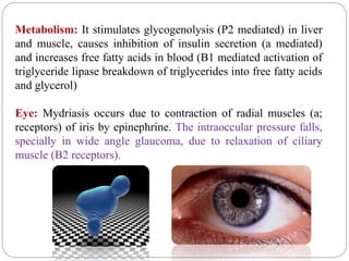 Metabolism: It stimulates glycogenolysis (P2 mediated) in liver
and muscle, causes inhibition of insulin secretion (a mediated)
and increases free fatty acids in blood (B1 mediated activation of
triglyceride lipase breakdown of triglycerides into free fatty acids
and glycerol)
Eye: Mydriasis occurs due to contraction of radial muscles (a;
receptors) of iris by epinephrine. The intraoccular pressure falls,
specially in wide angle glaucoma, due to relaxation of ciliary
muscle (B2 receptors).
 